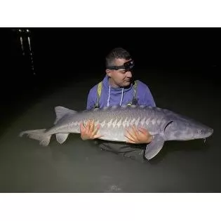 White sturgeon