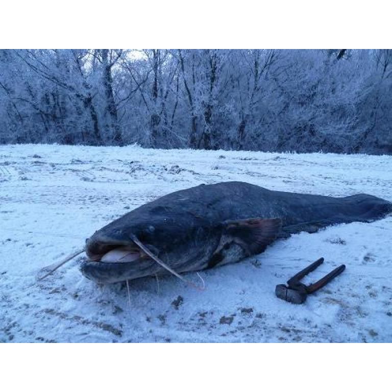 A fogó csak az arányok miatt került a harcsa mellé