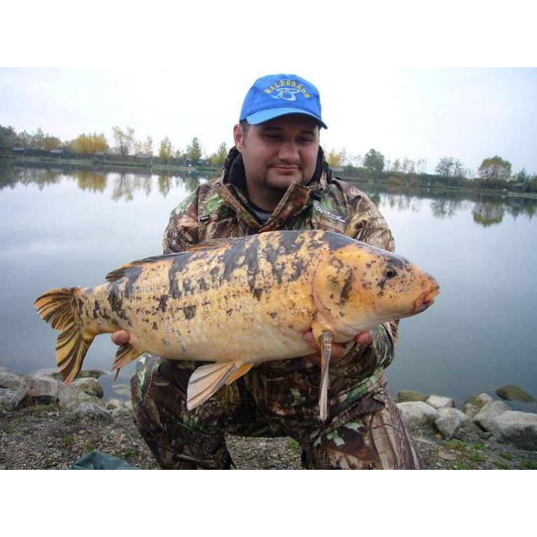 Misel Zadravec Carp Baits