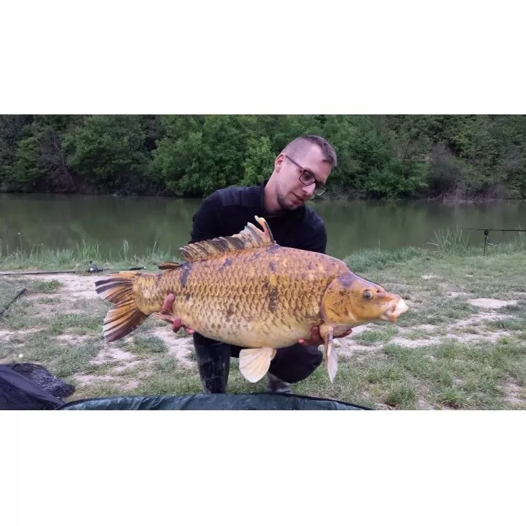 14Kg Koi Ponty