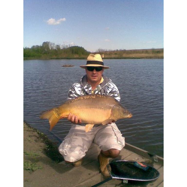 Cyprinus carpio