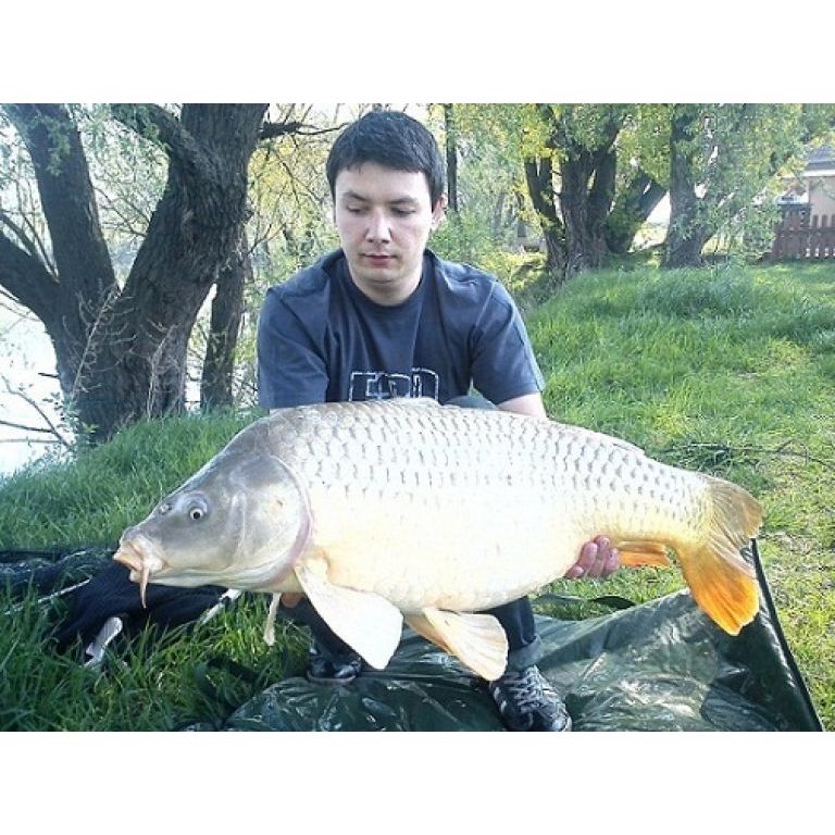 16.50 kg