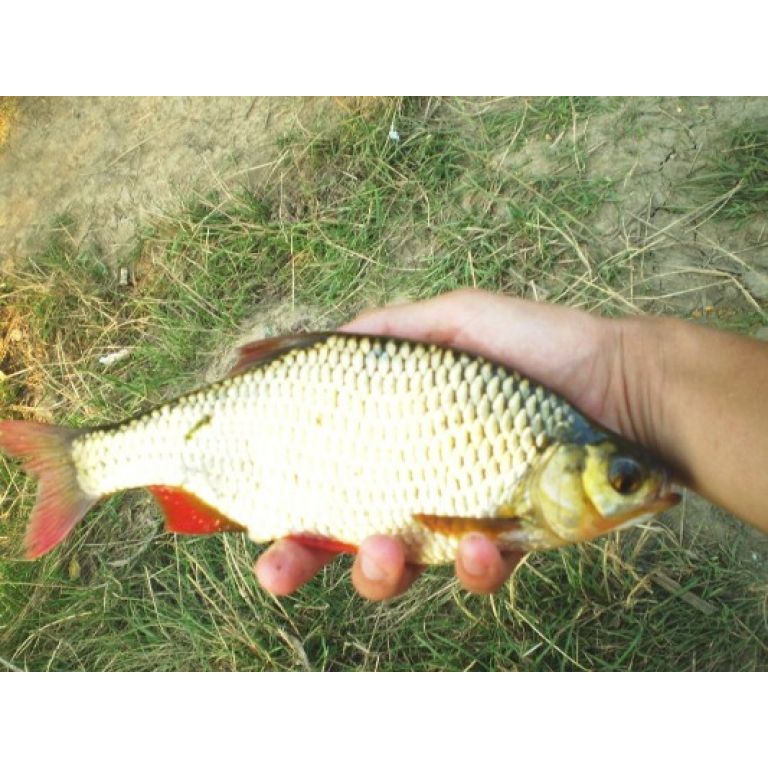 Gyönyörű színes példány. A sügér után a kedvenc halam