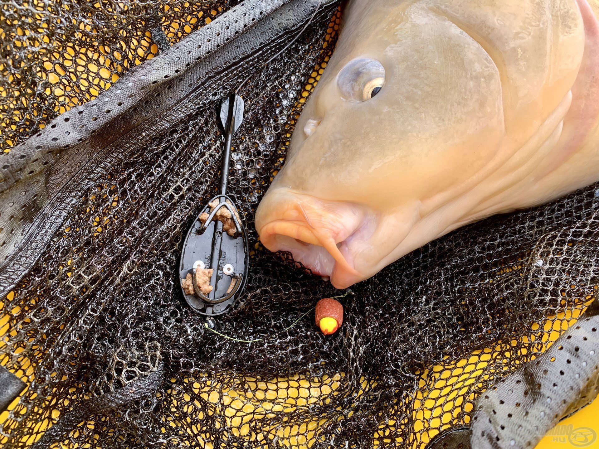 A kisebb, 9 mm-es szemet félbevágva és egy Red Halibut Carp Pellet - Fekete Tintahal pellettel kombinálva is nagyon fogósnak bizonyult