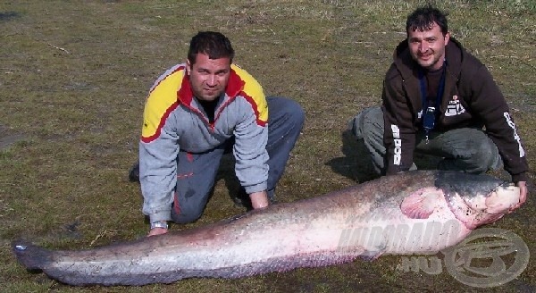 Gyönyörű márciusi fogás ez a 80 kg-os harcsa