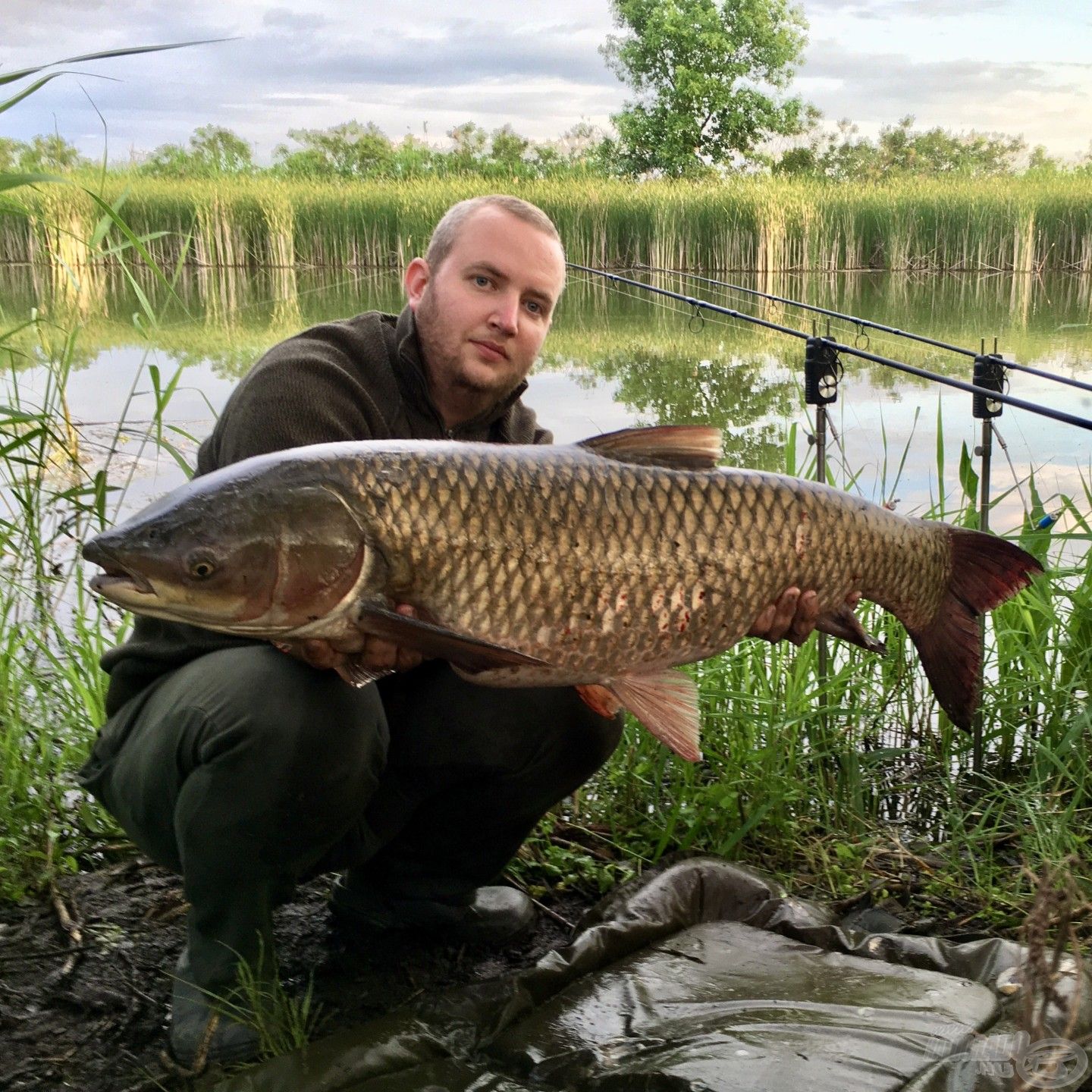 Gyönyörű amur a Jászsági-főcsatornából