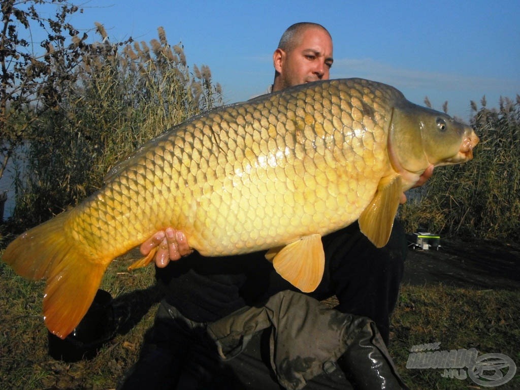 A bentai tórekord aranysárga őszi színben: 18,40 kg