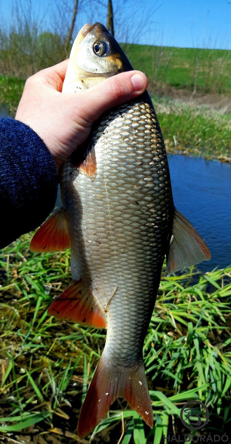 Utoljára 2021 tavaszán fogtam jászkeszeget