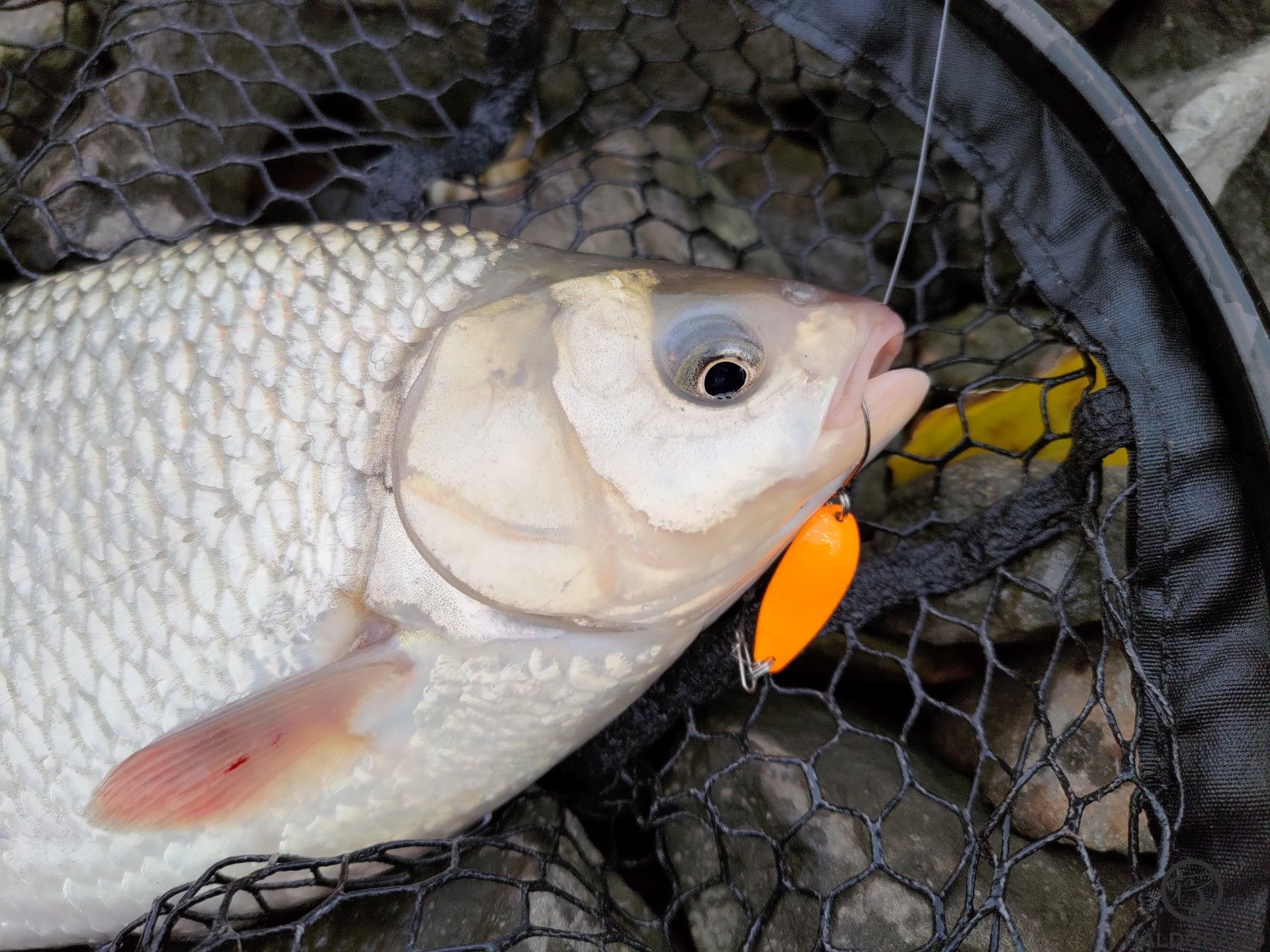 A narancssárga CHUBBY SPOON-t kívánta meg