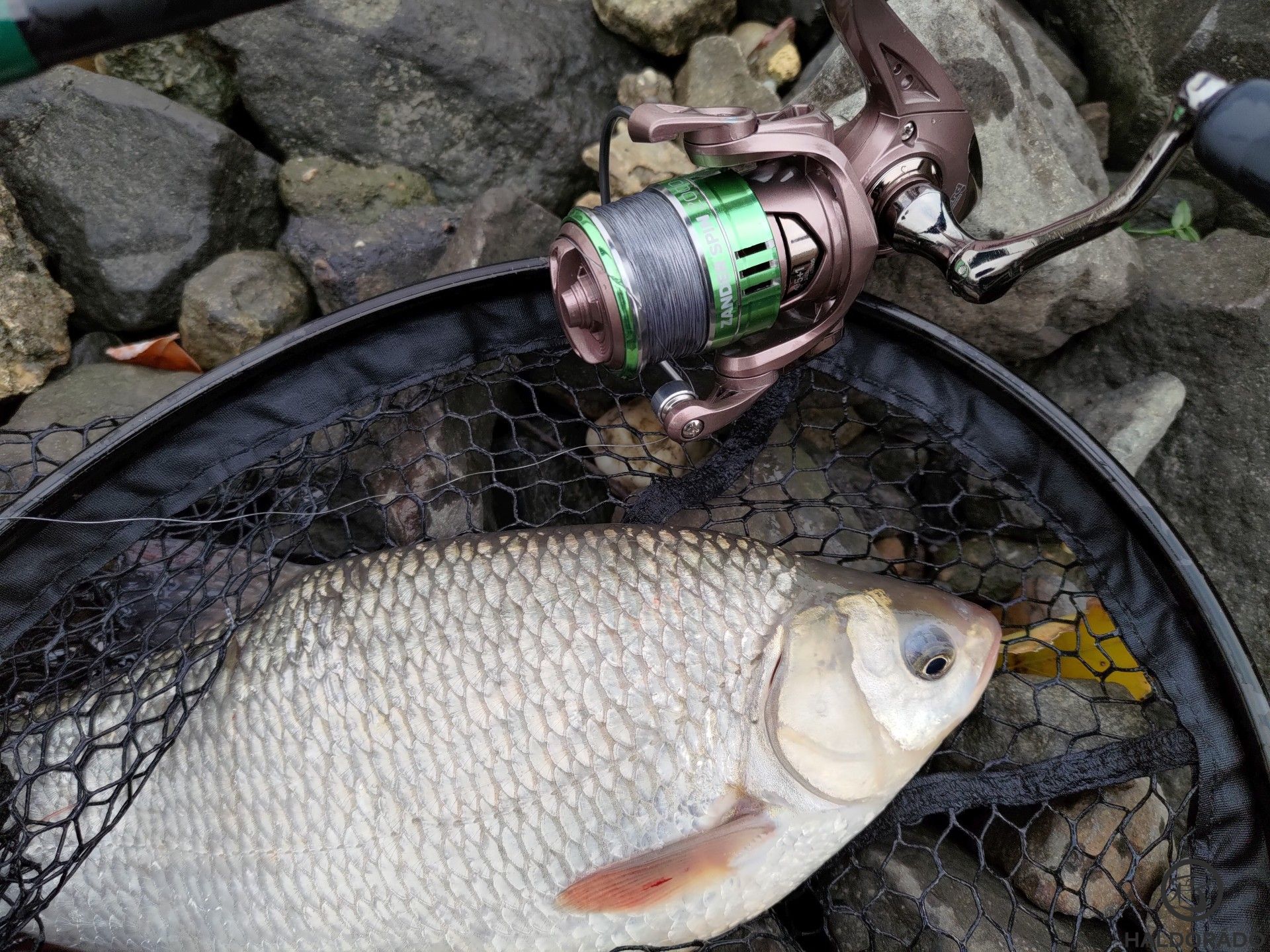 A tőlem megszokotthoz képest kicsit erősebb orsót és zsinórt használtam az akadók miatt