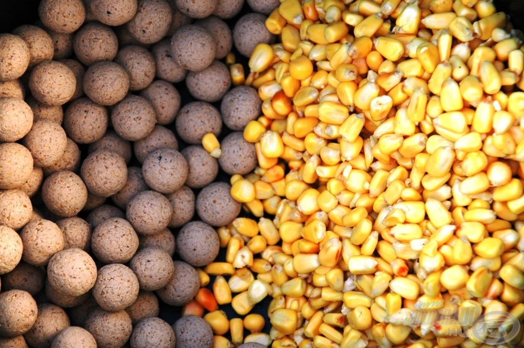 Az etetés Haldorádó Tejsavas kukoricából és főzött FermentX bojliból áll