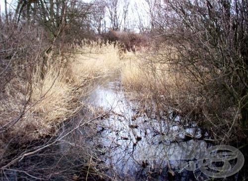 A bandákba verődött kishalak túl nagy konkurenciát jelentettek, éppen ezért feladtam a vermelők meghorgászását. Inkább a szemmel láthatóan jó haltartók vallatását helyeztem előtérbe