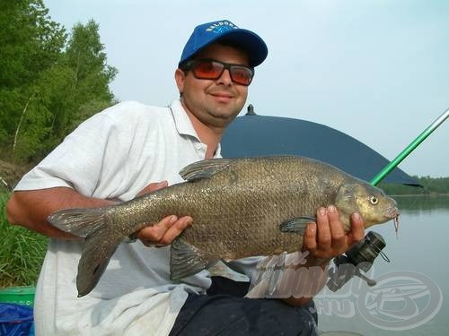 A nagydévérek sötét, bronzos színűek - és csodálatosak!