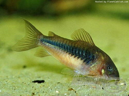 Corydoras aeneus, avagy a „házmesterhal”…