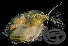 Daphnia…