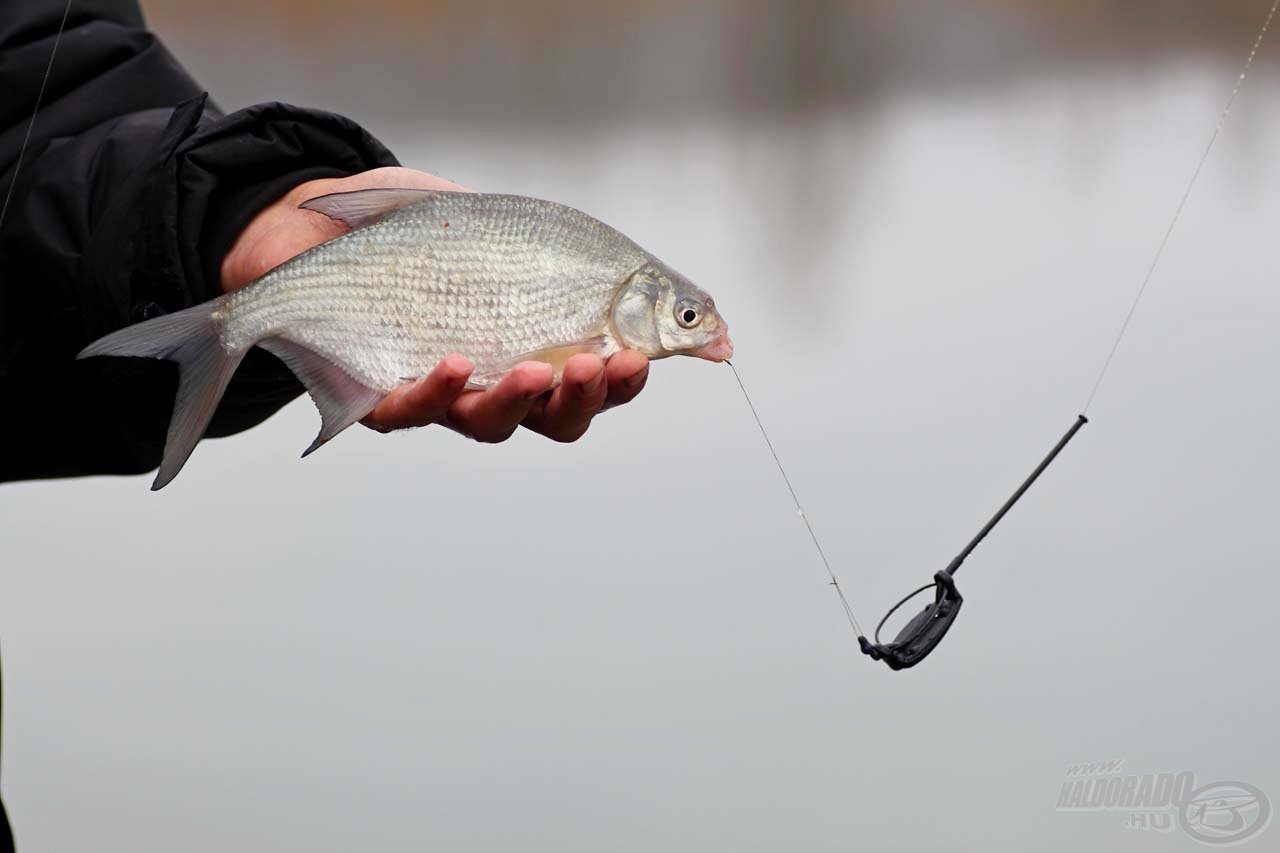 A mohó keszegek nem hagytak időt a pontyoknak, de a műcsonti igen