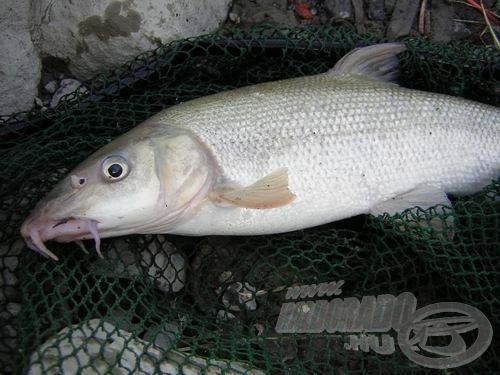 A harcos márnák nélkül elképzelhetetlen lenne a Duna