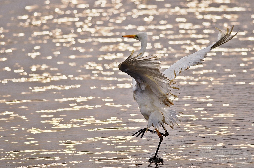 A balerina