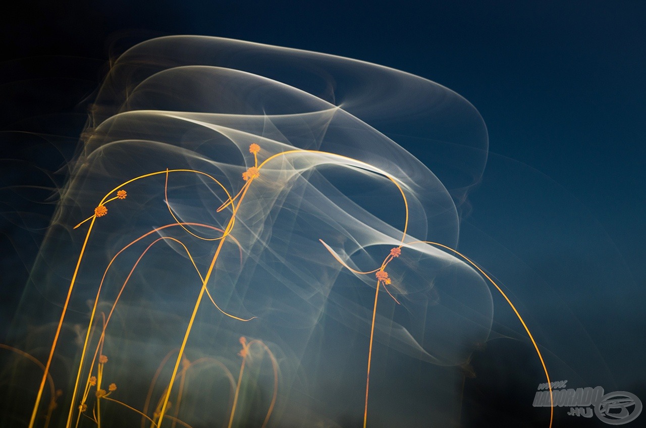 Kunsági medúzák