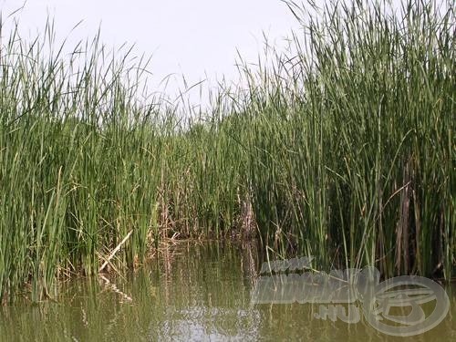 Az öbölből vagy a sűrű elől sokszor csak erőszakkal lehet kikényszeríteni a halat. Ez erősen igénybe veszi felszerelésünket