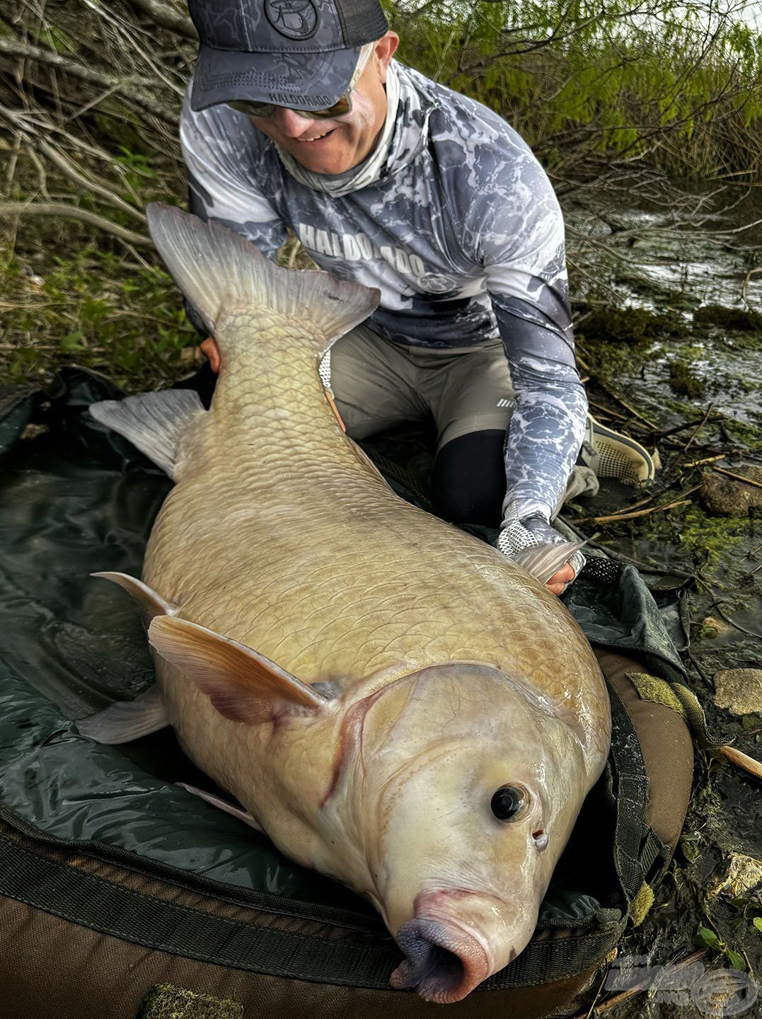 A nap végén beköszöntött eddig legnagyobb, 23 kg-os Buffalóm!