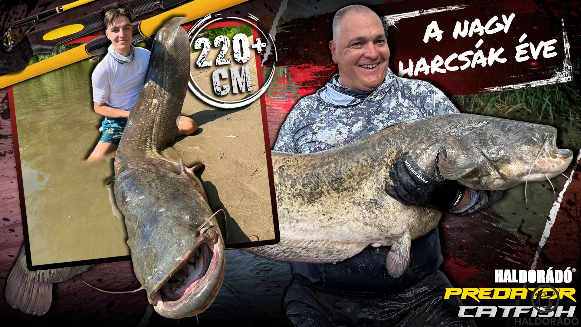 A nagy harcsák éve