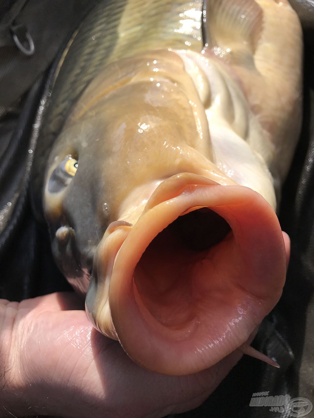 Teljesen érintetlen a halak szája