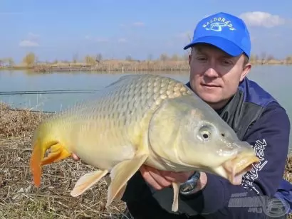 A ponty szereti a kukoricát