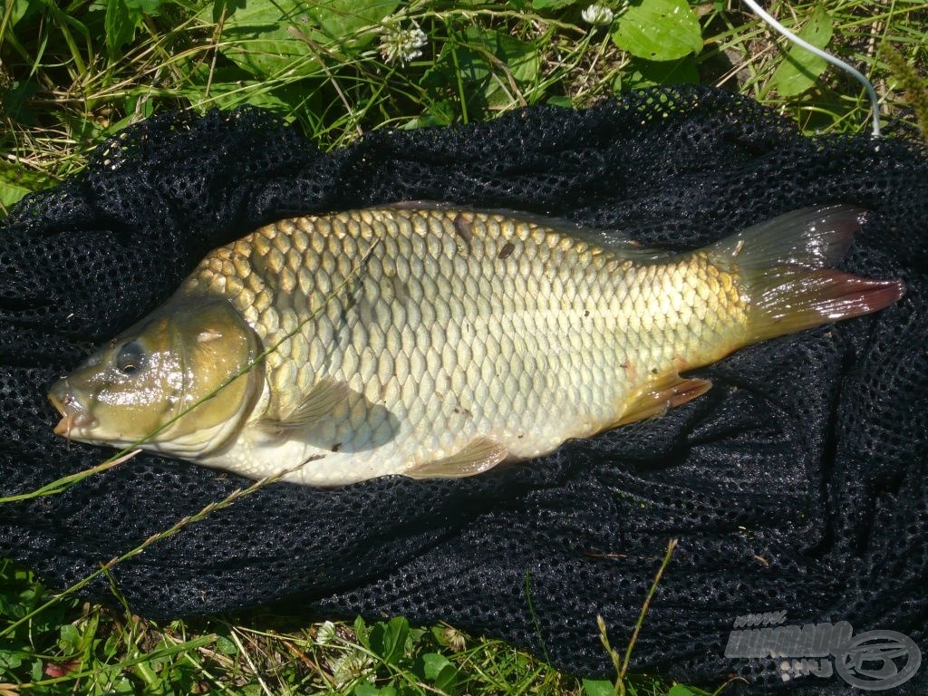 A nap legszebb és legnagyobb hala, egy 3 kg-os tőponty