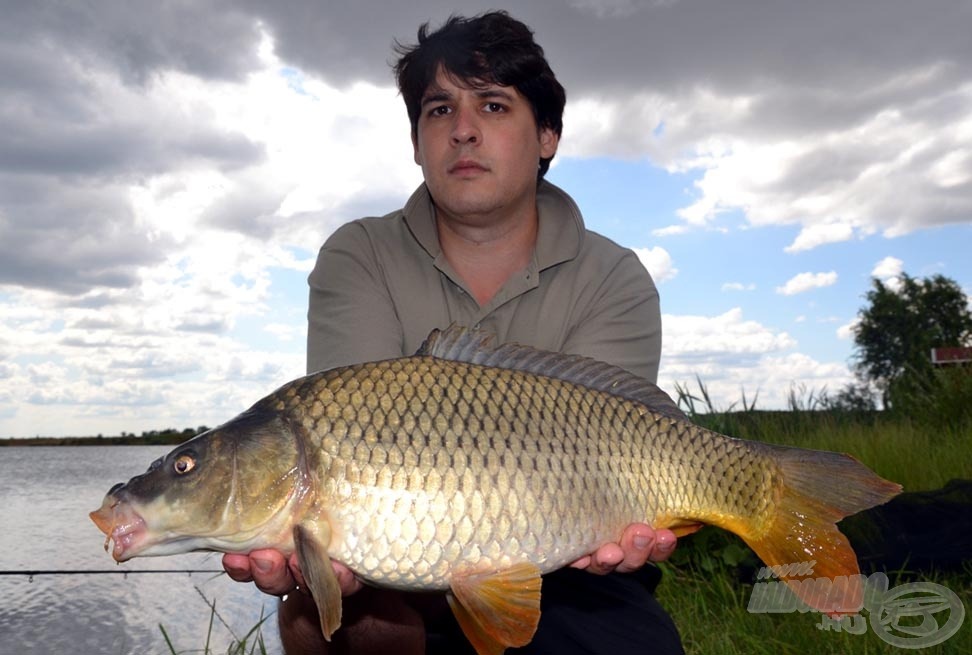 A horgászat utolsó perceiben, összepakolás közben sikerült a mai nap legnagyobb, 4 kg körüli pontyát megfognom