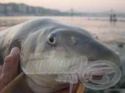 A rakós botos horgászat ABC-je 10.rész - Szerelék ötletek V. MárnaPapp József mesterhorgász segítségével