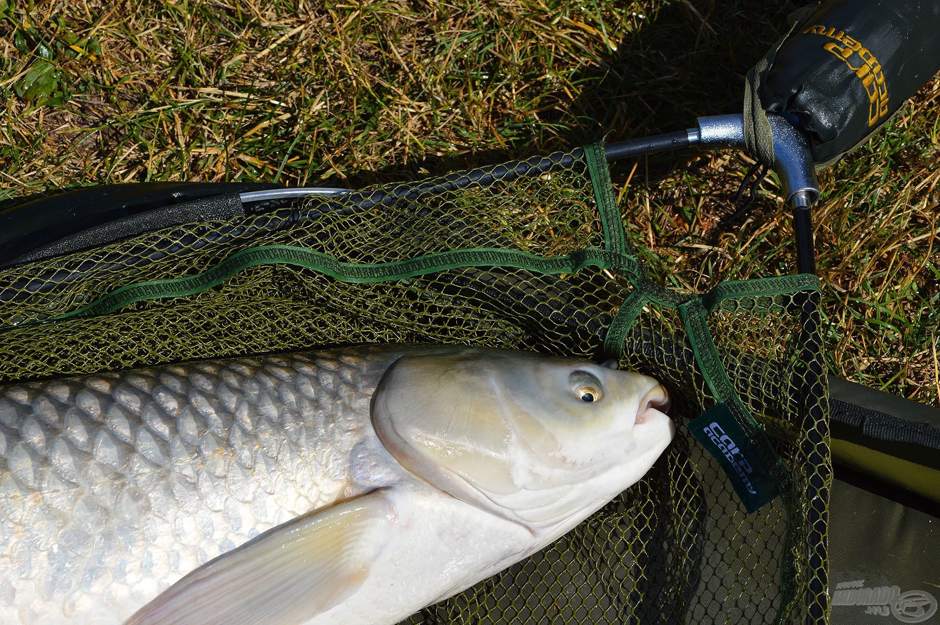 A Carp Academy Gumírozott merítő fej tökéletes választás nagyhalas horgászathoz