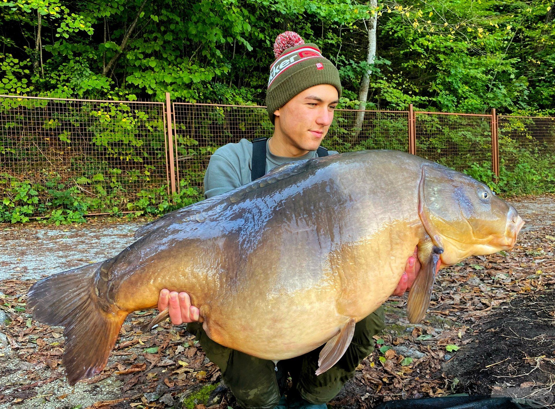 A két legszebb bledi pontyom, ő 23,5 kg…