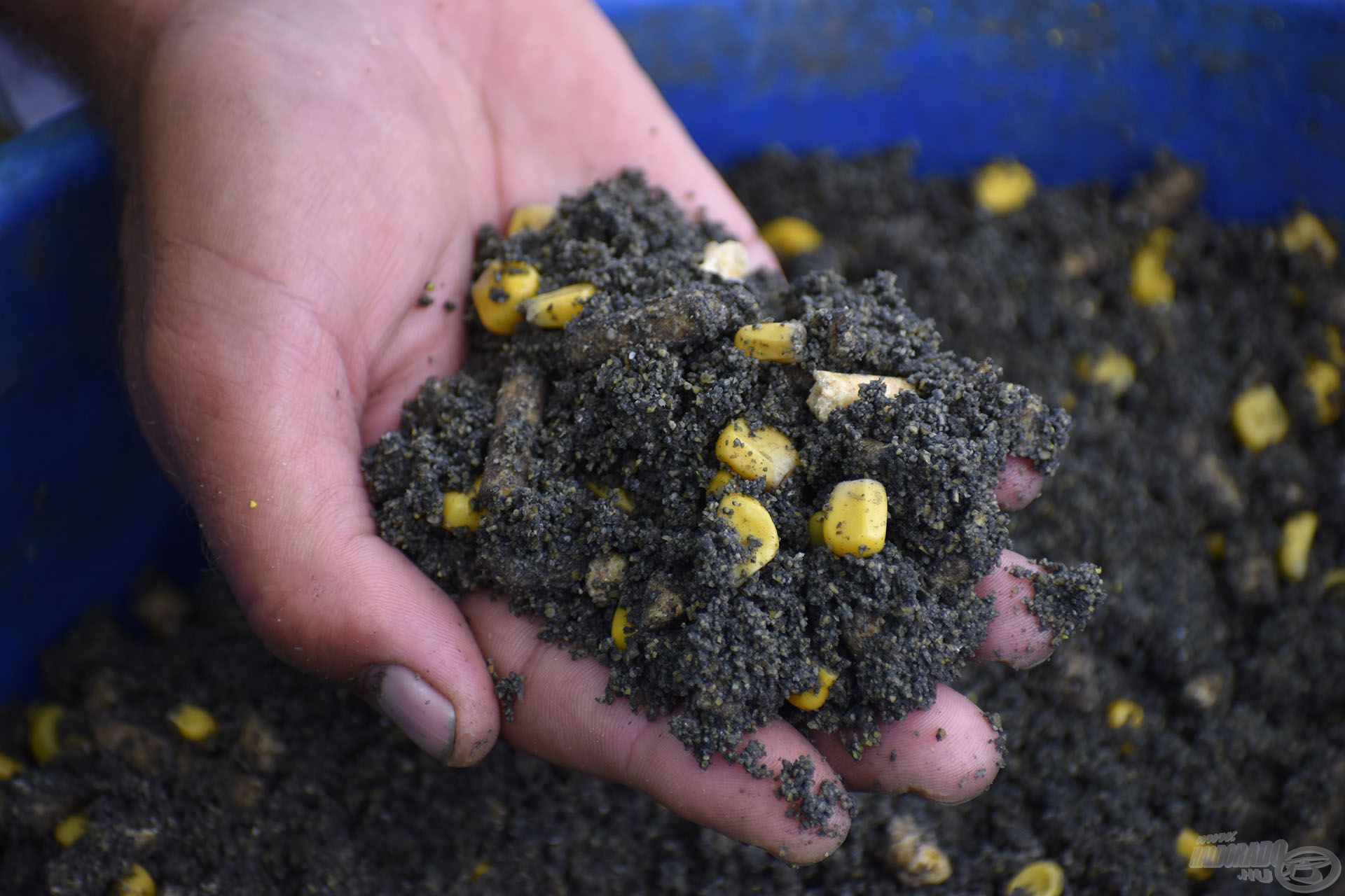 A Gold Feeder - Champion Corn immár fekete színben is elérhető a kínálatban