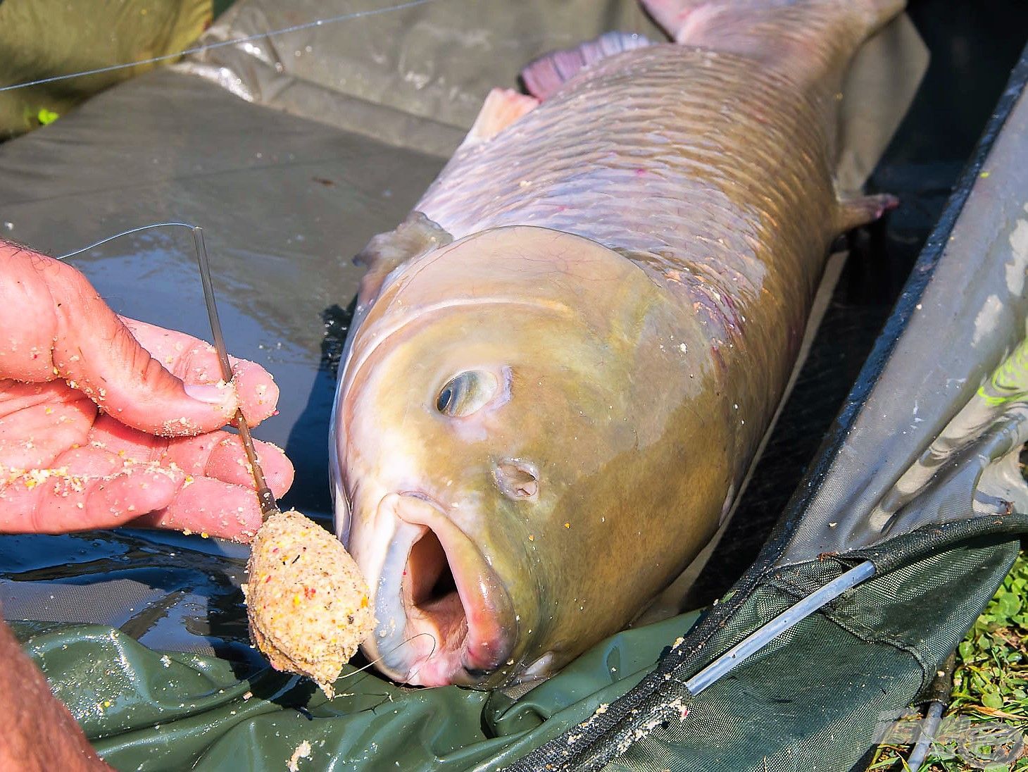 Amikor már eszik az amur, akkor érdemes bekeverni az N-Butyric Carp-ot