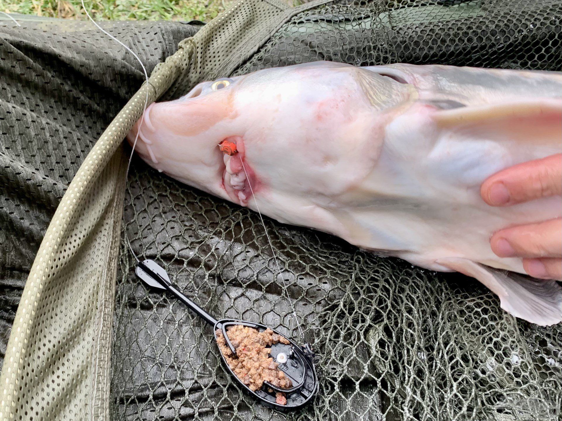 A Monster Pop Up Method - Máj & Vér csali megfaragva, kisméretű horgon felkínálva tökéletes megoldásnak bizonyult