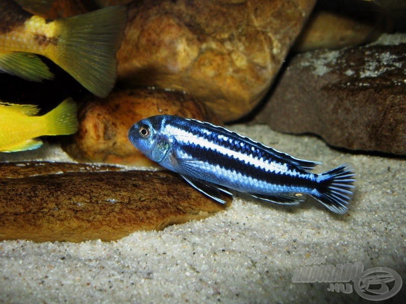 <i>Melanochromis cyaneorhabdos (M. maingano)</i>