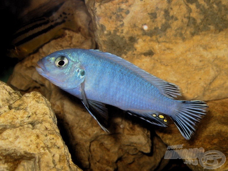 <i>Pseudotropheus socolofi</i> - Malawi pompás sügér