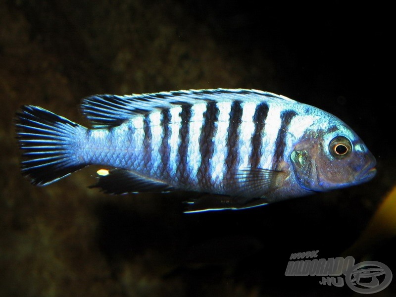 <i>Pseudotropheus sp. ’kingsizei’ (= Cynotilapia pulpican)</i> - törpe szájköltő sügér hím