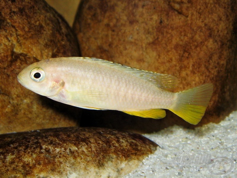 <i>Pseudotropheus tropheops</i> ’Red Fin’