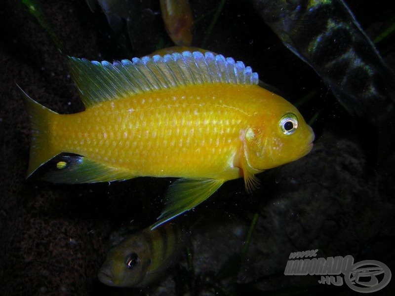 <i>Maylandia lombardoi (= Pseudotropheus lombardoi)</i> - lombard sügér sárgán virító hímje, illetve…