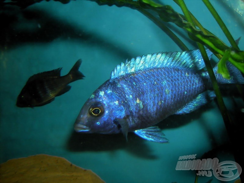 <i>Placidochromis phenochilus</i> - pontozott pompássügér (elöl a hím, a háttérben egy nőstény siet dolgára :))