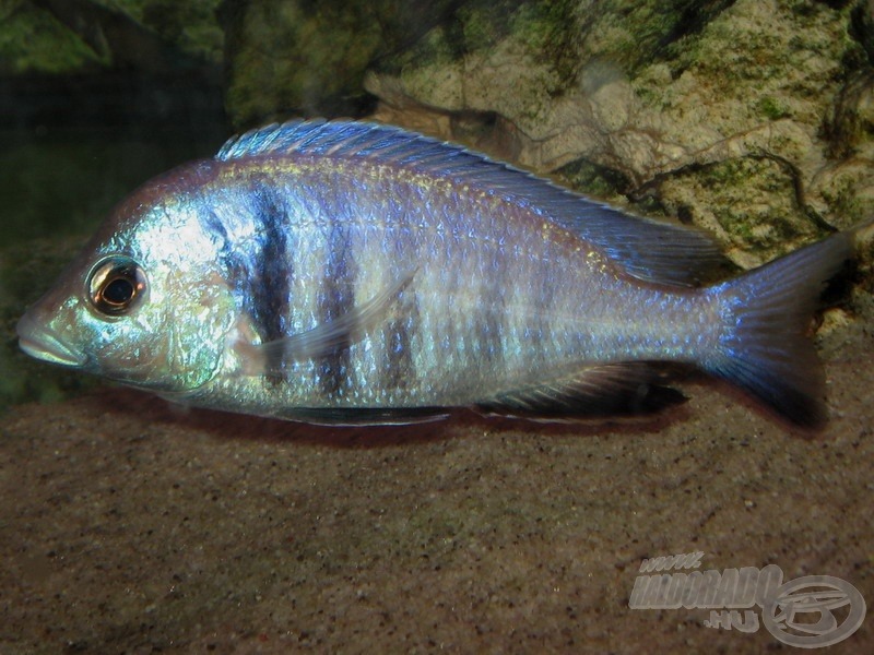 Az előző faj rokona a <i>Placidochromis electra</i> - beszédes és kissé hosszú magyar nevén szelíd homoktúró sügér)