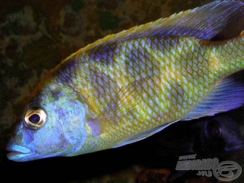 <i>Nimbochromis venustus</i> - pávasügér hím tetszeleg a fényképezőgépem előtt