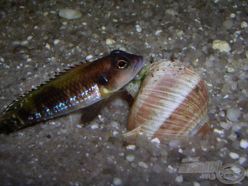 Közeli rokon a sötétebb színű <i>Lamprologus speciosus</i>