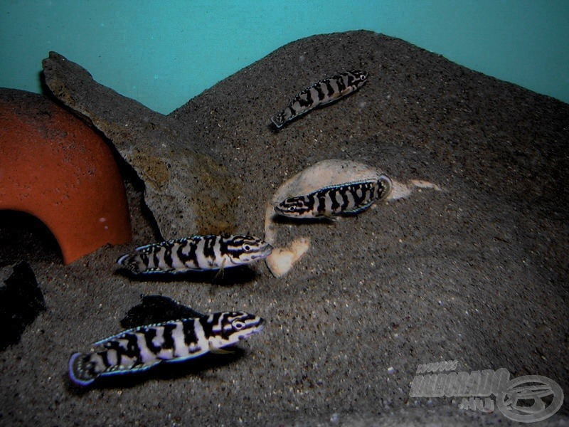 Gyűrűs torpedósügérek - <i>Julidochromis marlieri</i> ’Gombi’ (a marlieri faj törpe méretű földrajzi változata)