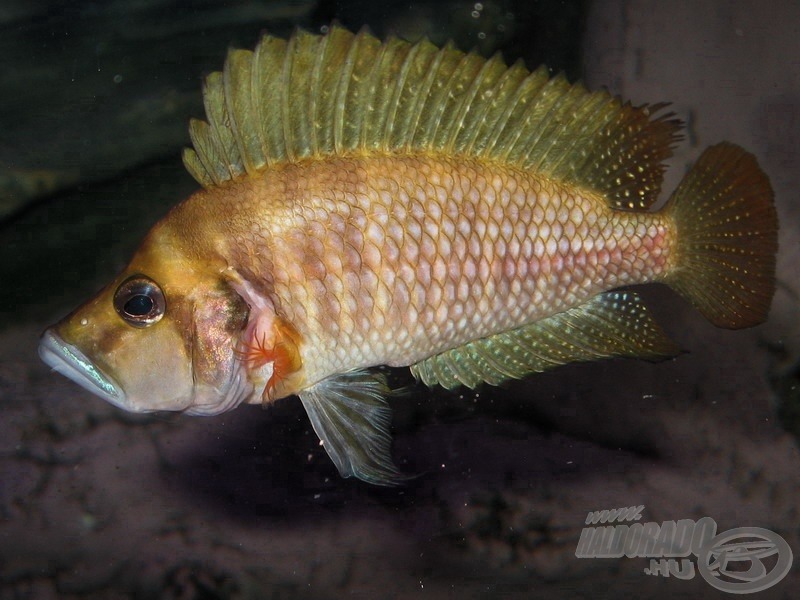 Markáns fej, oldalról lapított test - a vadászsügérek jellemzői. Néhány fajuk egyike a képen látható <i>Altolamprologus compressiceps</i> -sárga vadászsügér