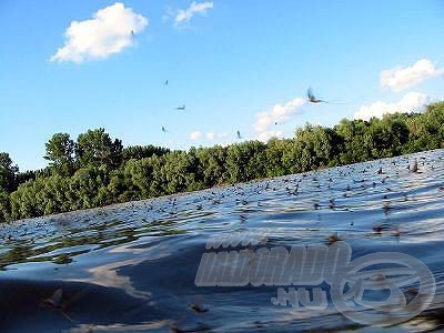 A Tisza misztikuma, a természet képzelete, a folyó és a vidék koronája a Tisza-virágzás