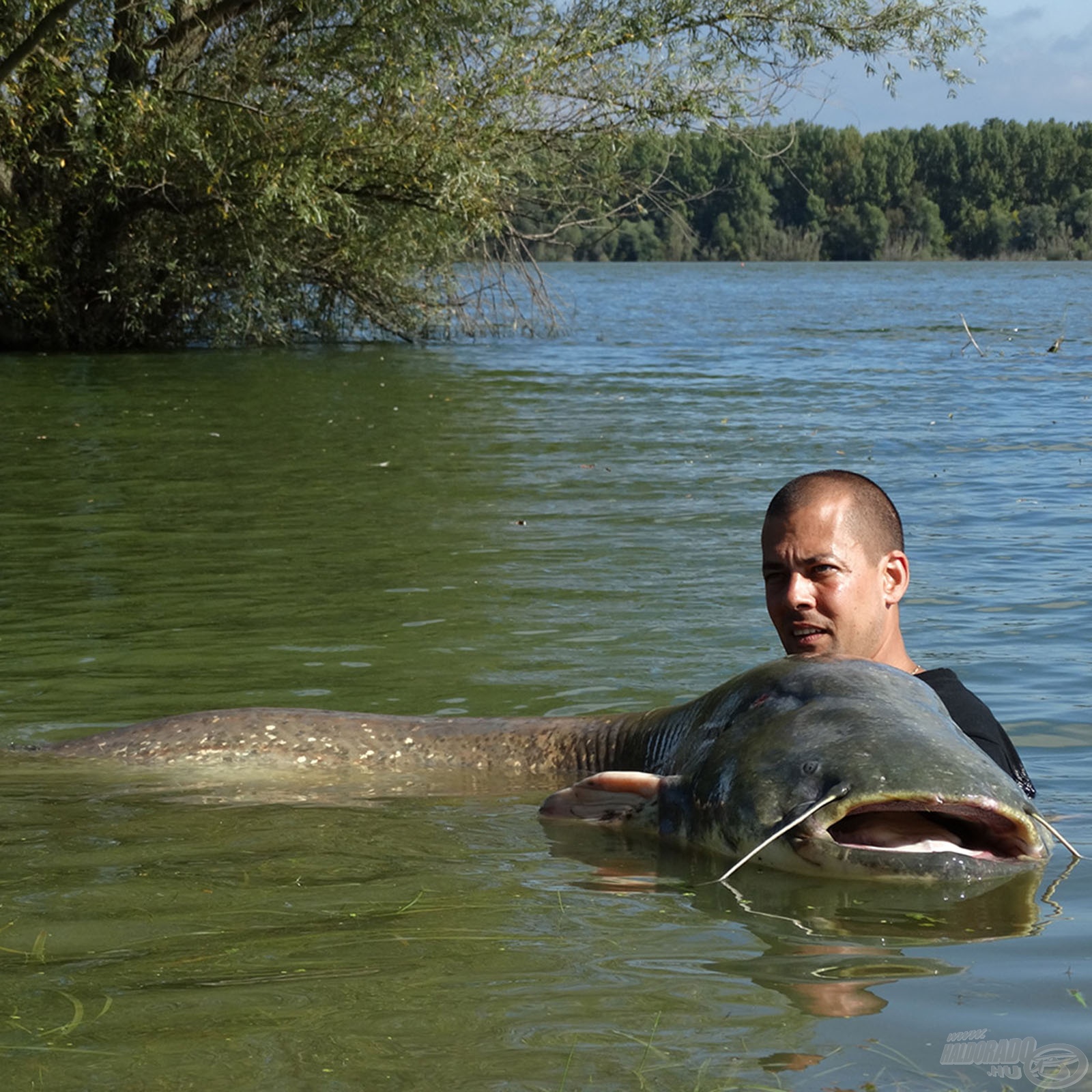 Harcsahorgászat