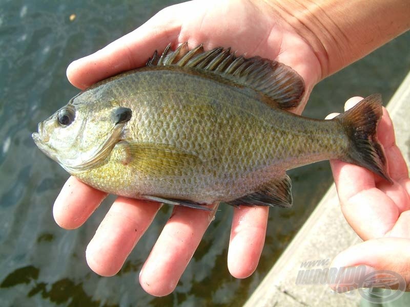 Bluegill egy komolyabb méretet elérő amerikai „naphal”